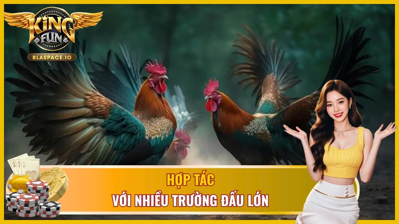 Đá gà cựa dao hợp tác với nhiều trường đấu nổi tiếng