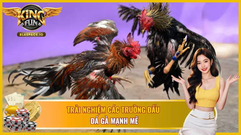 Tham gia đấu trường đá gà hấp dẫn ngay tại Kingfun